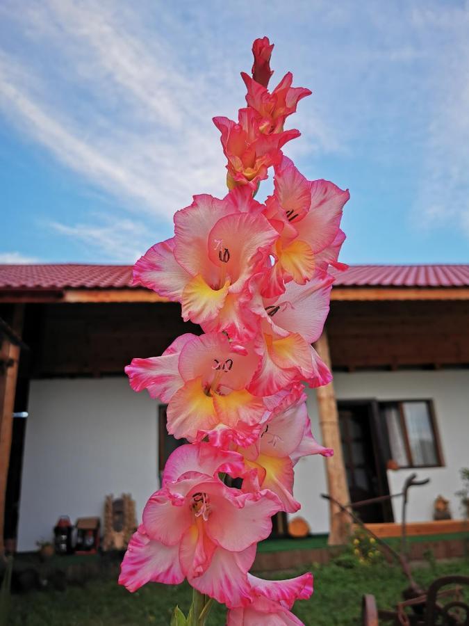 Jugul Taranului Agropensiune Polovragi, Gorj 빌라 외부 사진